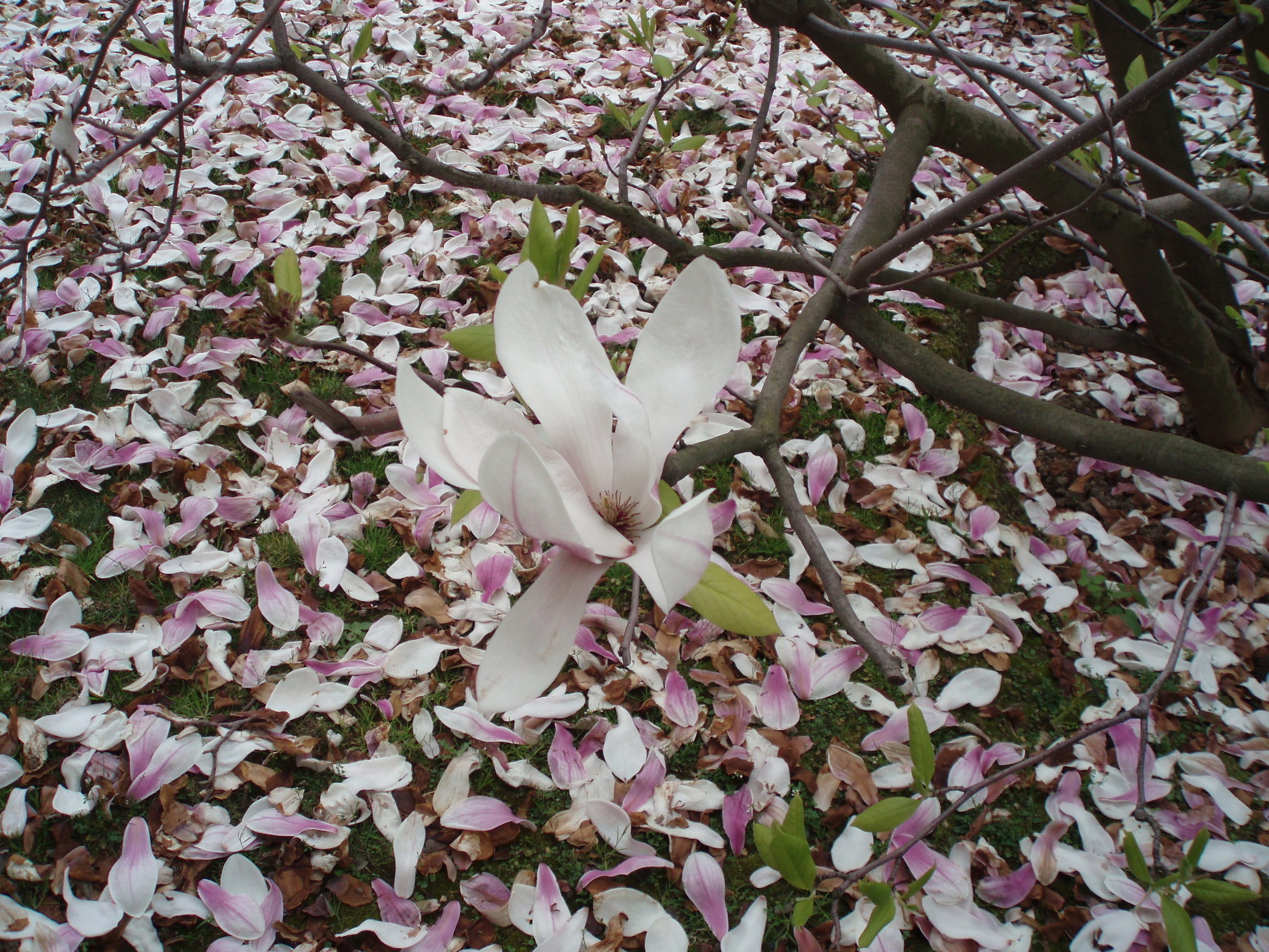 Allée des Hortensias à Paris
